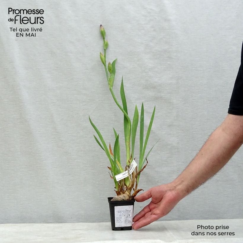 Iris germanica Amethyst Dancer - Giaggiolo paonazzo Vasetto da 8/9 cm esemplare consegnato in primavera