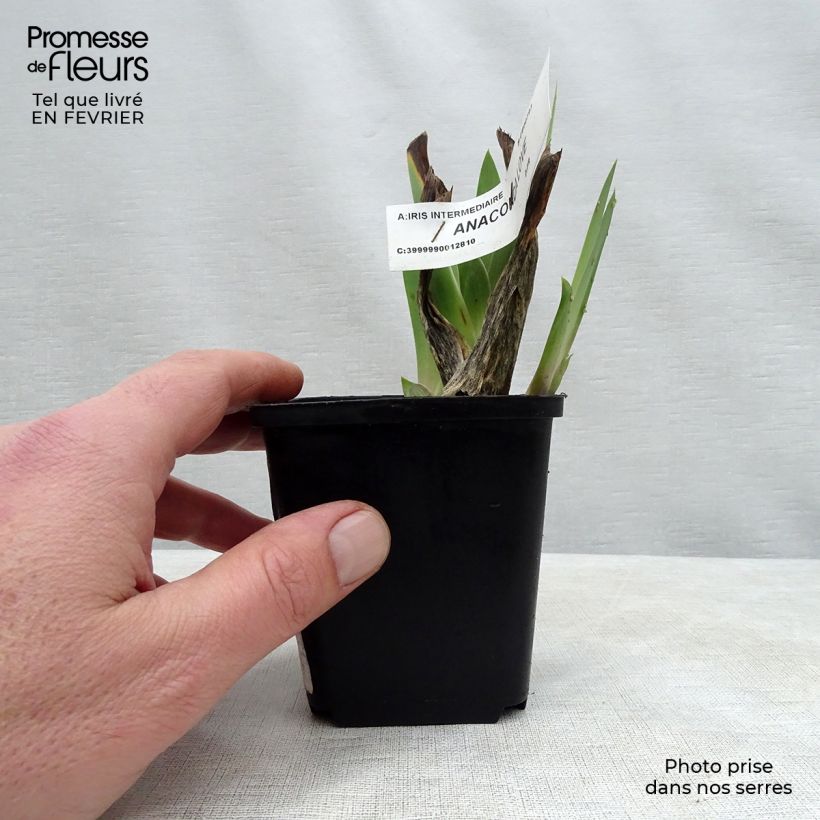 Iris germanica Anaconda Love - Giaggiolo paonazzo Vasetto da 8/9 cm esemplare consegnato in inverno