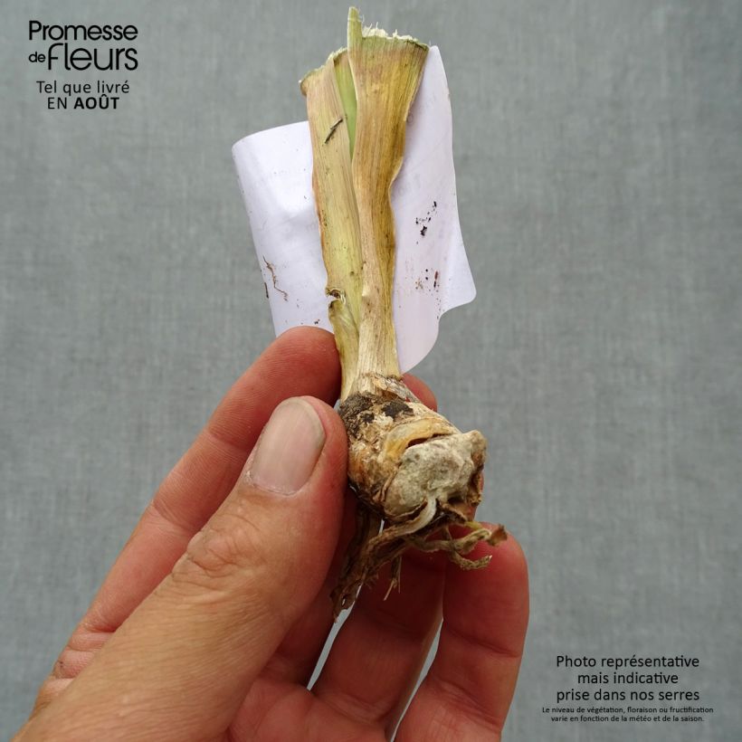 Esemplare di Iris germanica Antique Ivory - Giaggiolo paonazzo Vasetto da 8/9 cm consegnato in estate