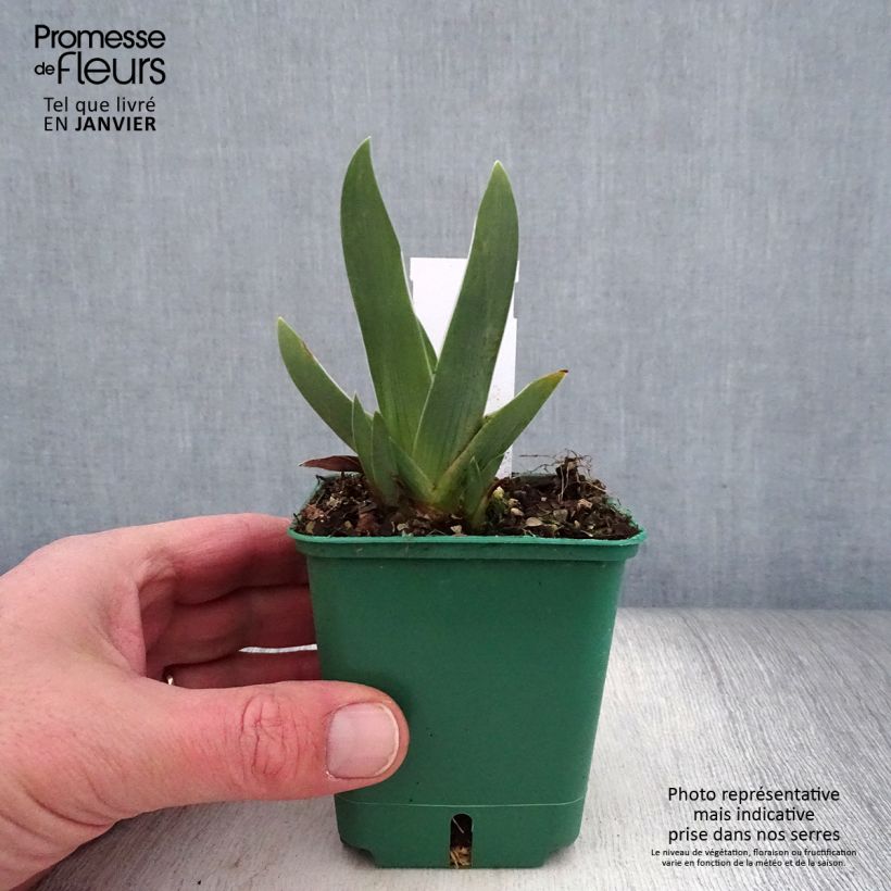 Iris germanica Arpège - Giaggiolo paonazzo Vasetto da 8/9 cm esemplare consegnato in inverno