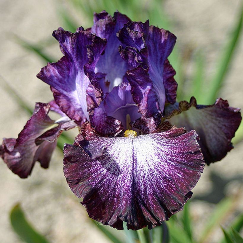 Iris germanica Ball of Confusion - Giaggiolo paonazzo (Fioritura)