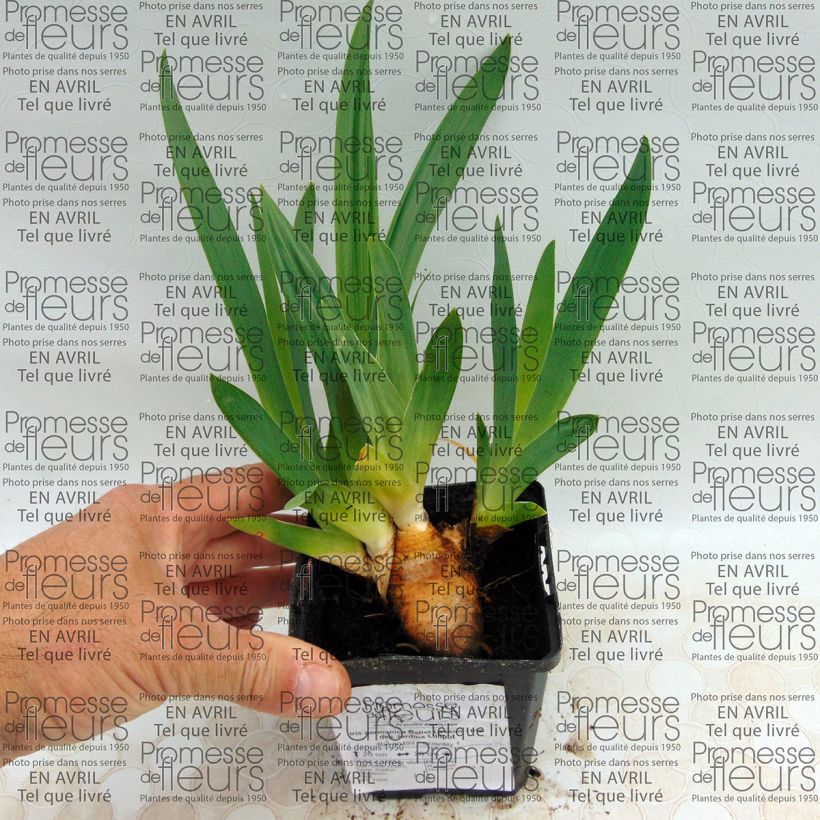 Esempio di esemplare Iris germanica Ballet Lesson - Giaggiolo paonazzo Vasetto da 8/9 cm come consegnato