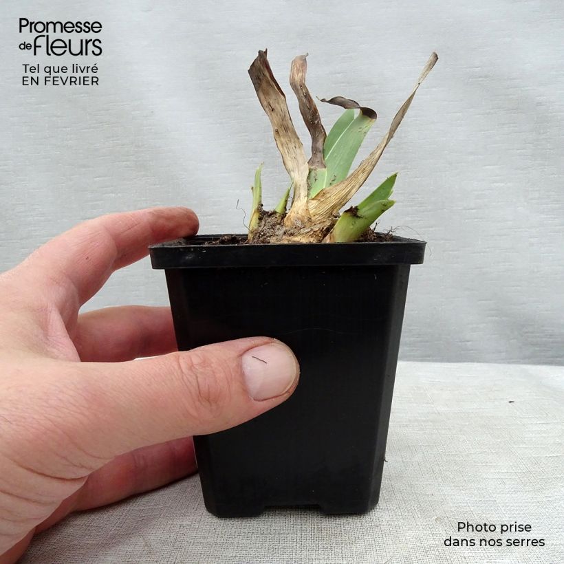 Iris germanica Batik - Giaggiolo paonazzo Vasetto da 8/9 cm esemplare consegnato in inverno