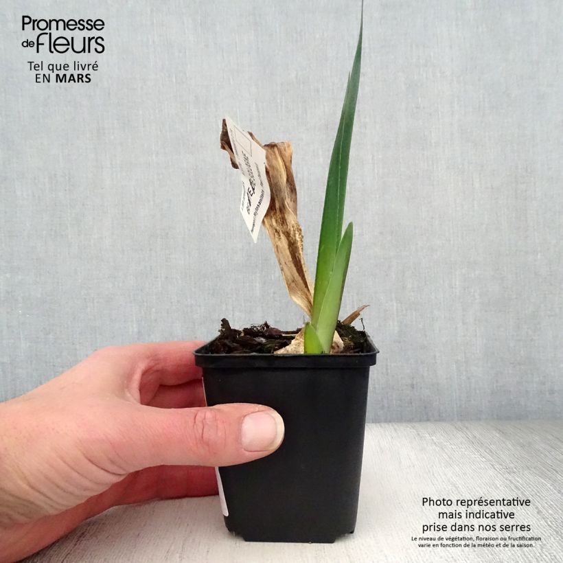 Iris germanica Beauté De Sologne - Giaggiolo paonazzo Vasetto da 8/9 cm esemplare consegnato in primavera