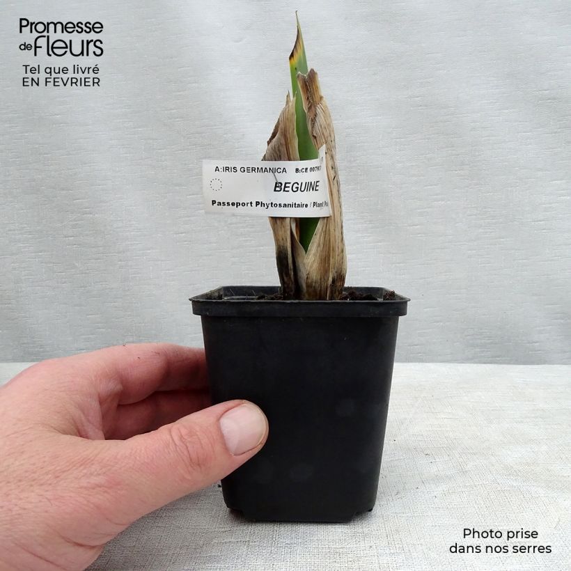 Iris germanica Beguine - Giaggiolo paonazzo Vasetto da 8/9 cm esemplare consegnato in inverno