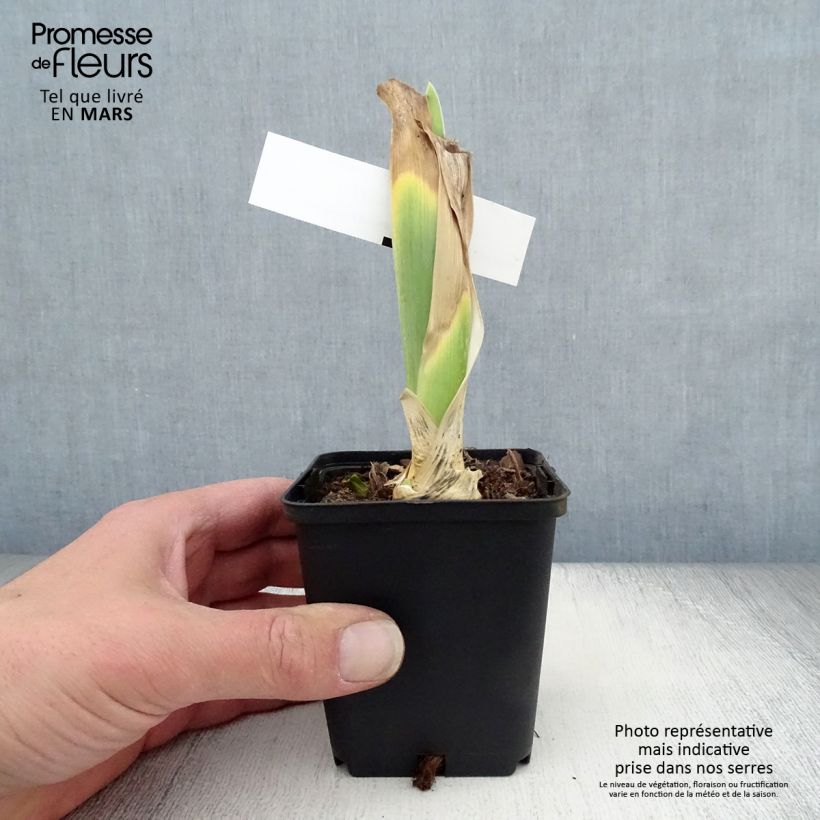 Iris germanica Bewitchment - Giaggiolo paonazzo Vasetto da 8/9 cm esemplare consegnato in primavera