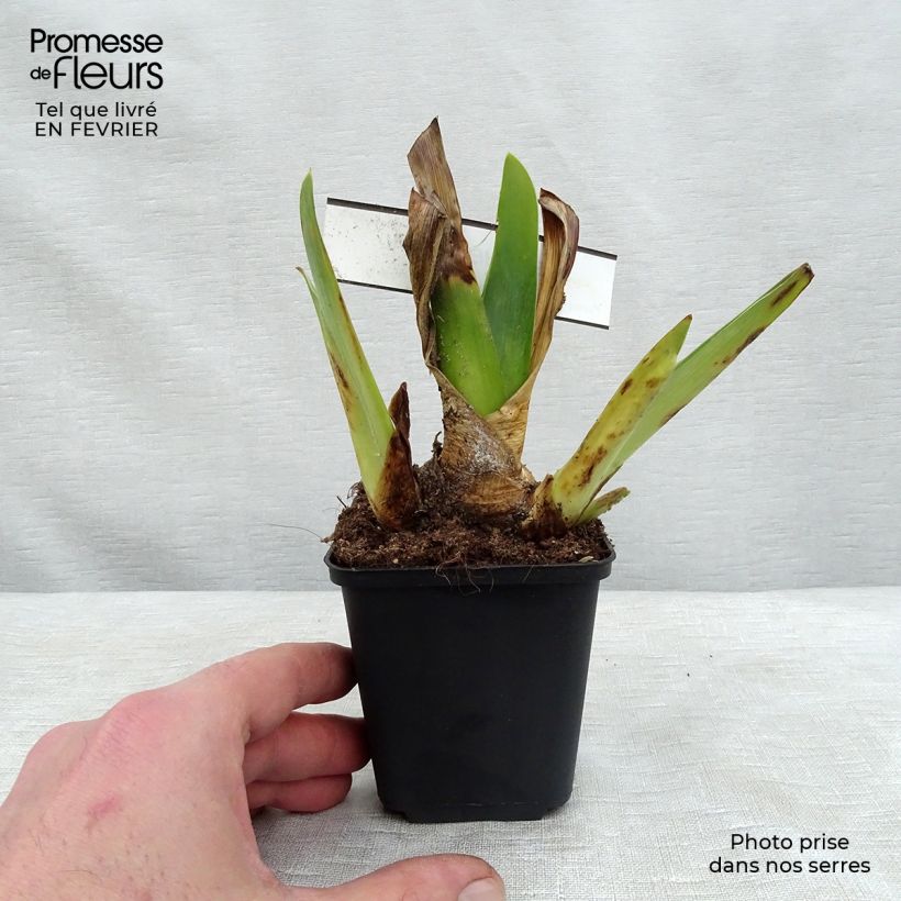 Iris germanica Blenheim Royal - Giaggiolo paonazzo Vasetto da 8/9 cm esemplare consegnato in inverno