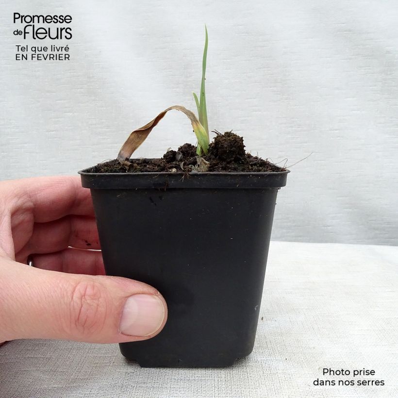 Iris germanica Bleu de Gien - Giaggiolo paonazzo Rizoma, misura 10/15, qualità extra esemplare consegnato in inverno