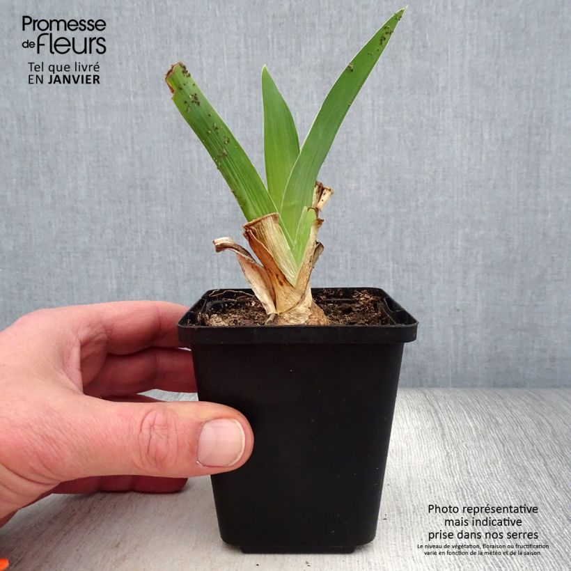 Iris germanica Blue Rhythm - Giaggiolo paonazzo Vasetto da 8/9 cm esemplare consegnato in inverno