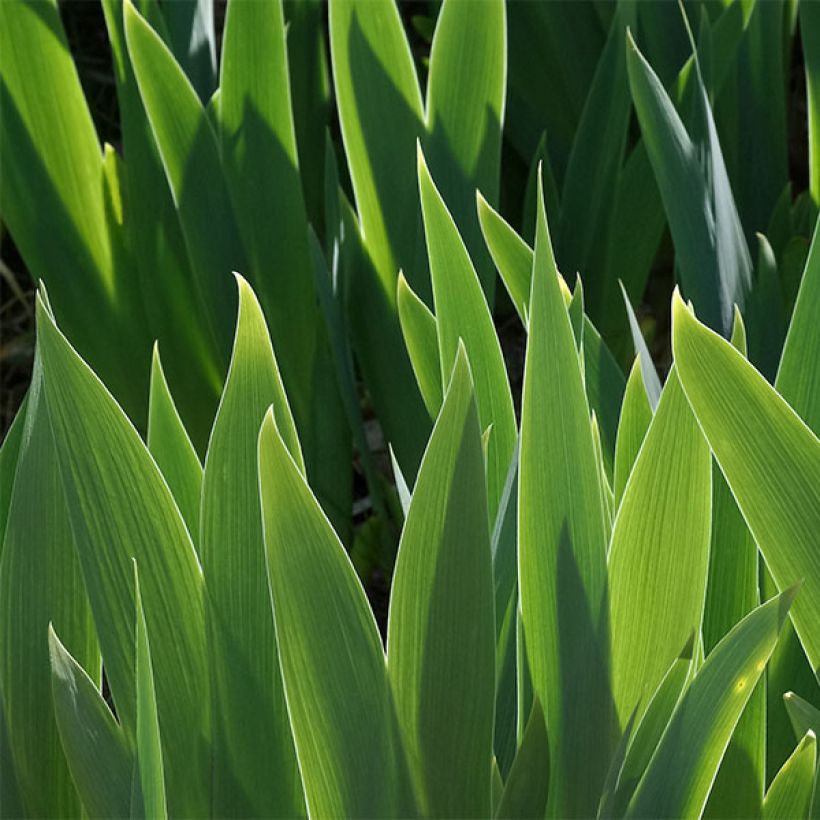 Iris germanica Blueberry Bliss - Giaggiolo paonazzo (Fogliame)