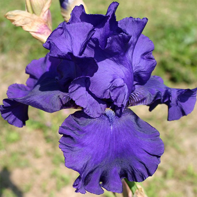Iris germanica Blueberry Bliss - Giaggiolo paonazzo (Fioritura)