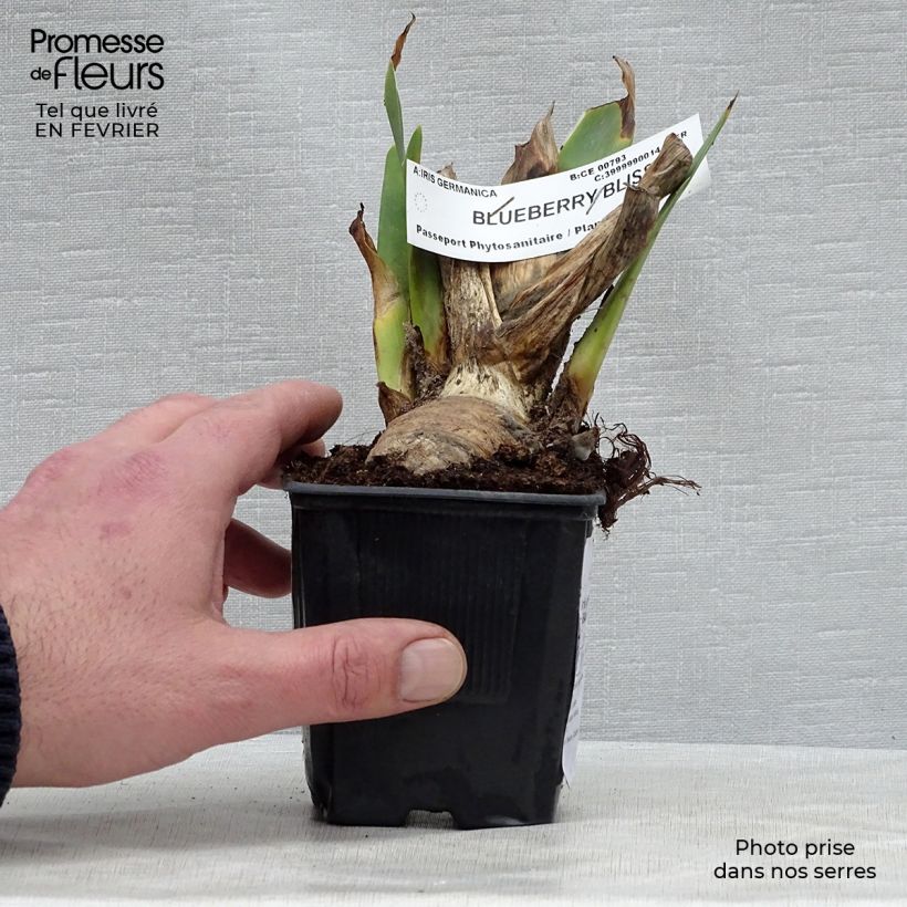 Iris germanica Blueberry Bliss - Giaggiolo paonazzo Vasetto da 8/9 cm esemplare consegnato in inverno