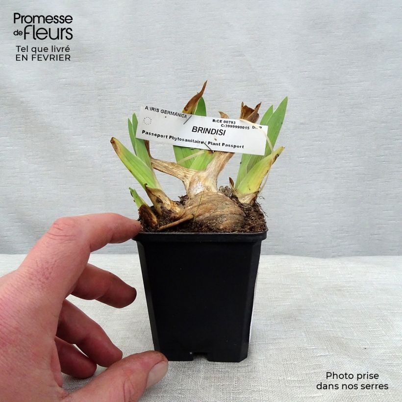 Iris germanica Brindisi - Giaggiolo paonazzo Vasetto da 8/9 cm esemplare consegnato in inverno
