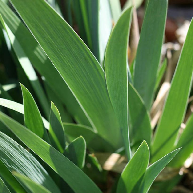 Iris germanica Buc Joyeux Anniversaire - Giaggiolo paonazzo (Fogliame)