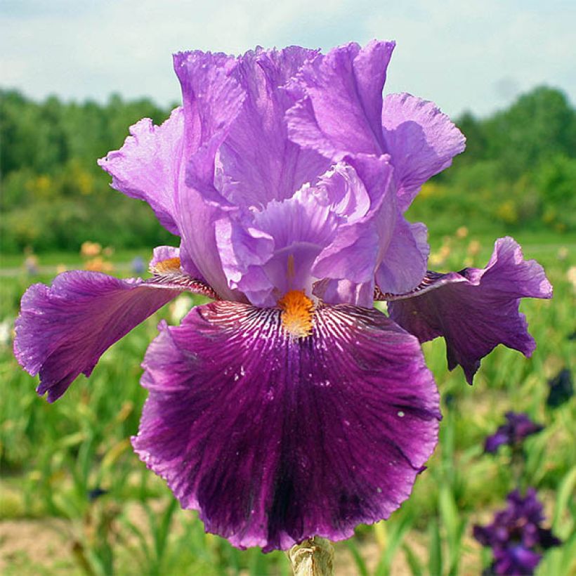 Iris germanica Buc Joyeux Anniversaire - Giaggiolo paonazzo (Fioritura)