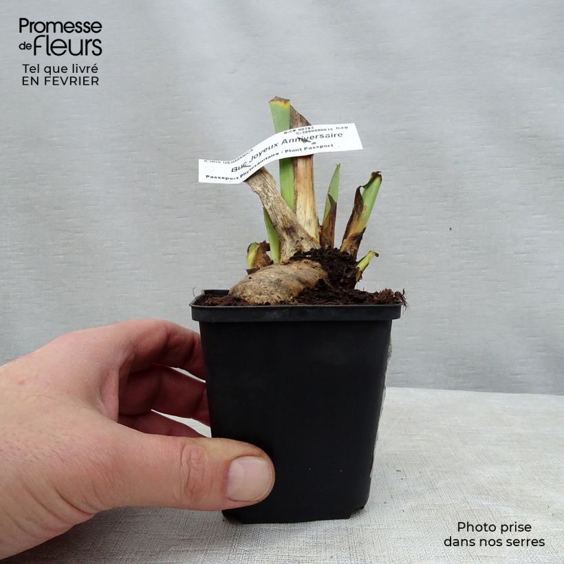 Iris germanica Buc Joyeux Anniversaire - Giaggiolo paonazzo Vasetto da 8/9 cm esemplare consegnato in inverno