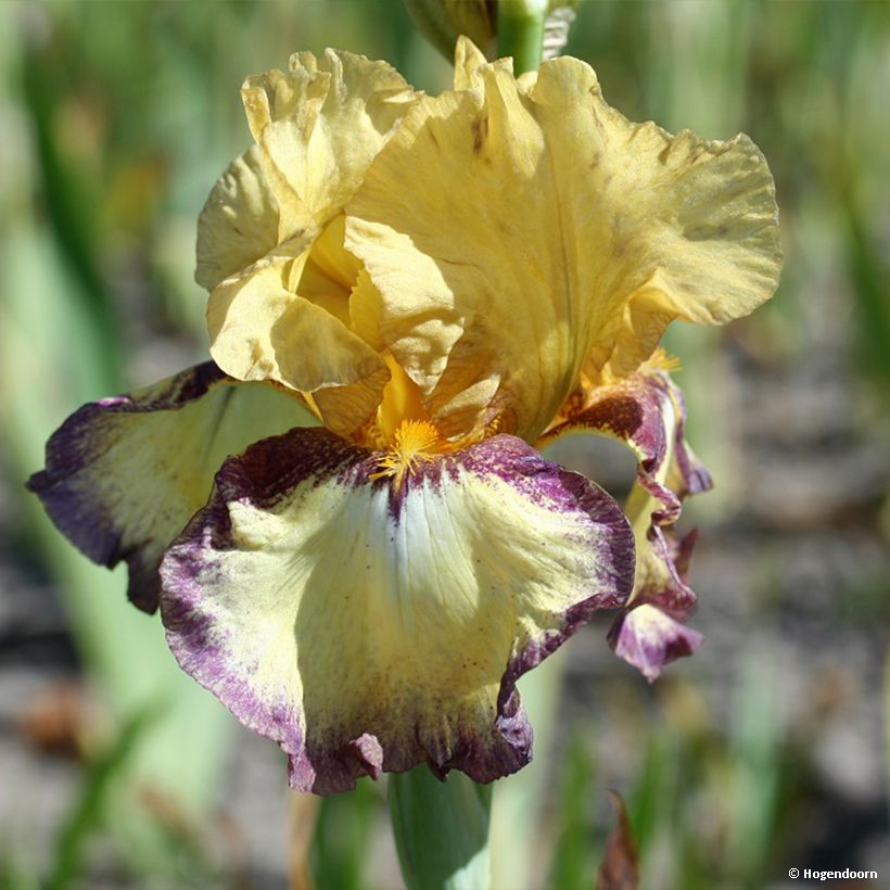 Iris germanica Bullwinkle - Giaggiolo paonazzo (Fioritura)