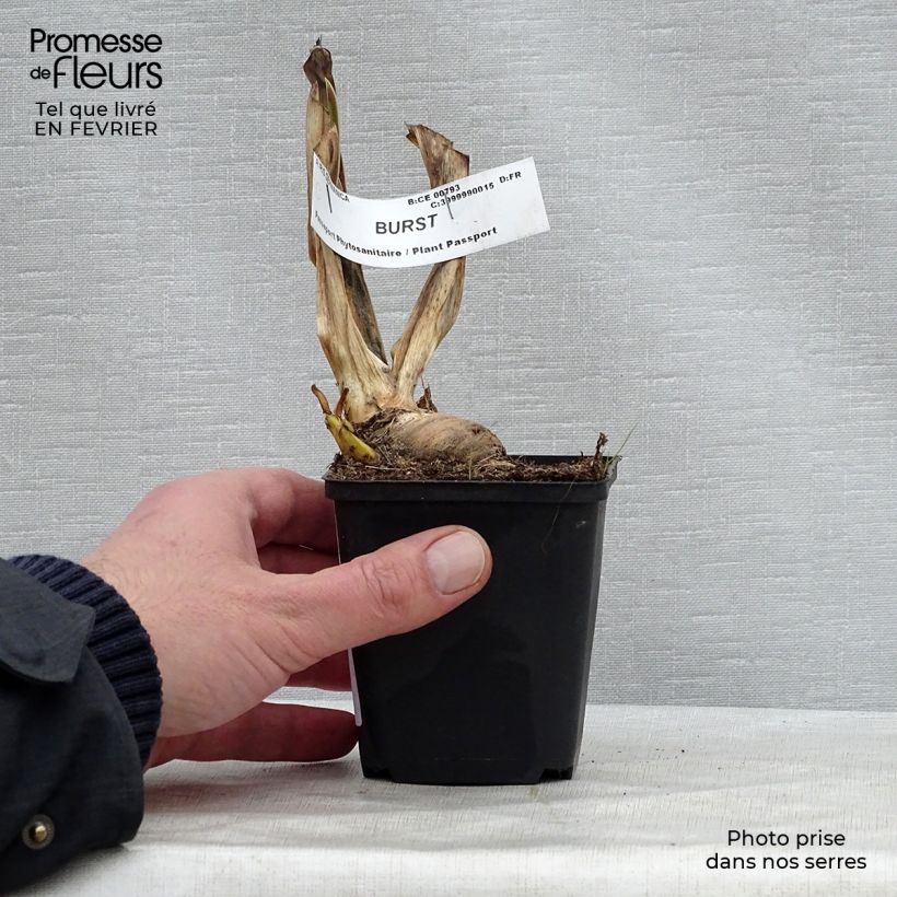 Iris germanica Burst - Giaggiolo paonazzo Vasetto da 8/9 cm esemplare consegnato in inverno