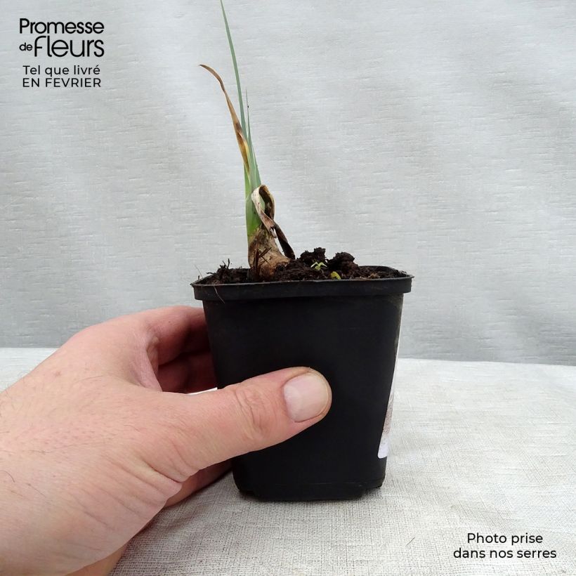 Iris germanica Cable Car - Giaggiolo paonazzo Vasetto da 8/9 cm esemplare consegnato in inverno