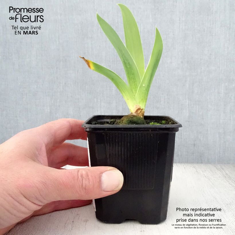 Iris germanica Cable Car - Giaggiolo paonazzo Vasetto da 8/9 cm esemplare consegnato in primavera