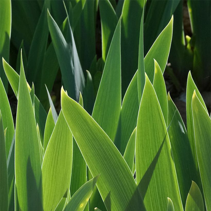 Iris germanica Carl and Sissy - Giaggiolo paonazzo (Fogliame)