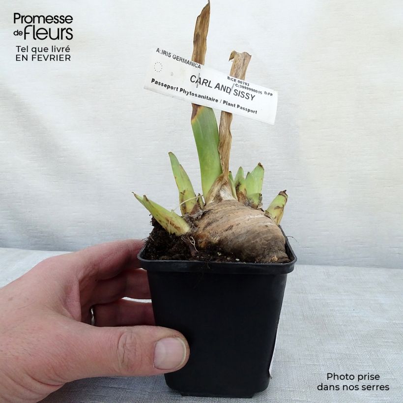 Iris germanica Carl and Sissy - Giaggiolo paonazzo Vasetto da 8/9 cm esemplare consegnato in inverno