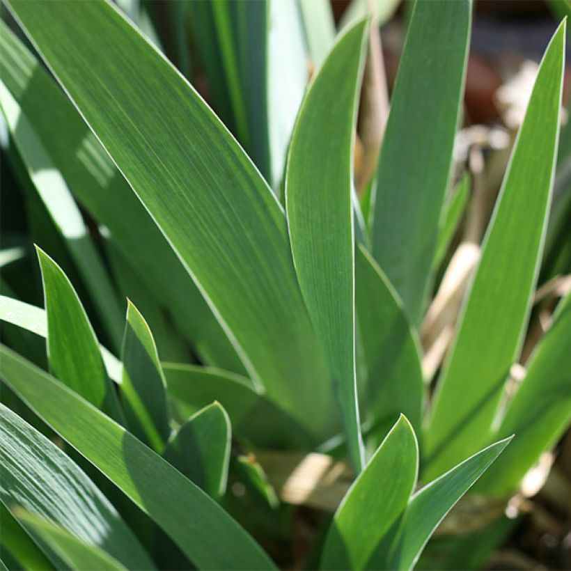 Iris germanica Coffee Whisper - Giaggiolo paonazzo (Fogliame)