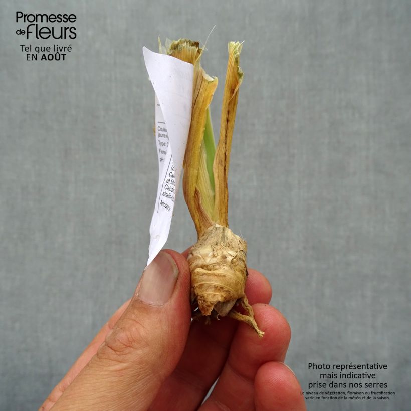 Esemplare di Iris germanica Cutie - Giaggiolo paonazzo Vasetto da 8/9 cm consegnato in estate