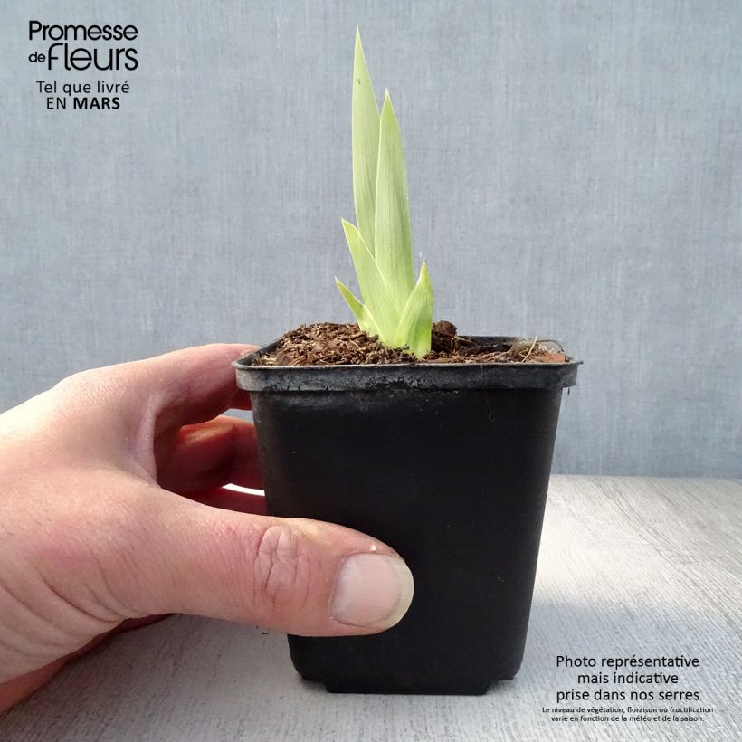 Iris germanica Deep Dark Secret - Giaggiolo paonazzo Vasetto da 8/9 cm esemplare consegnato in primavera