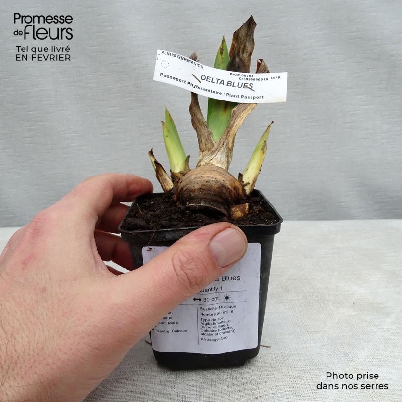 Iris germanica Delta Blues - Giaggiolo paonazzo Vasetto da 8/9 cm esemplare consegnato in inverno