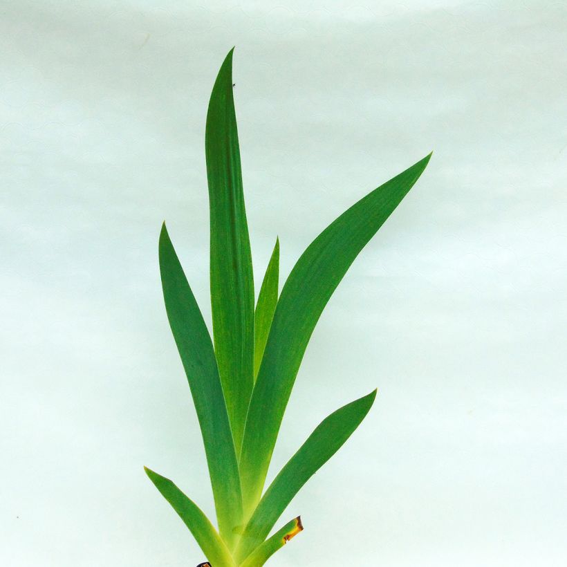 Iris germanica Double Espoir - Giaggiolo paonazzo (Fogliame)