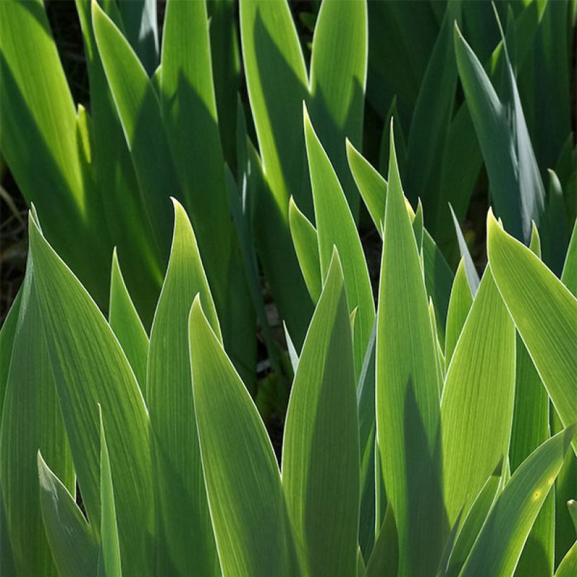 Iris germanica Drama Queen - Giaggiolo paonazzo (Fogliame)