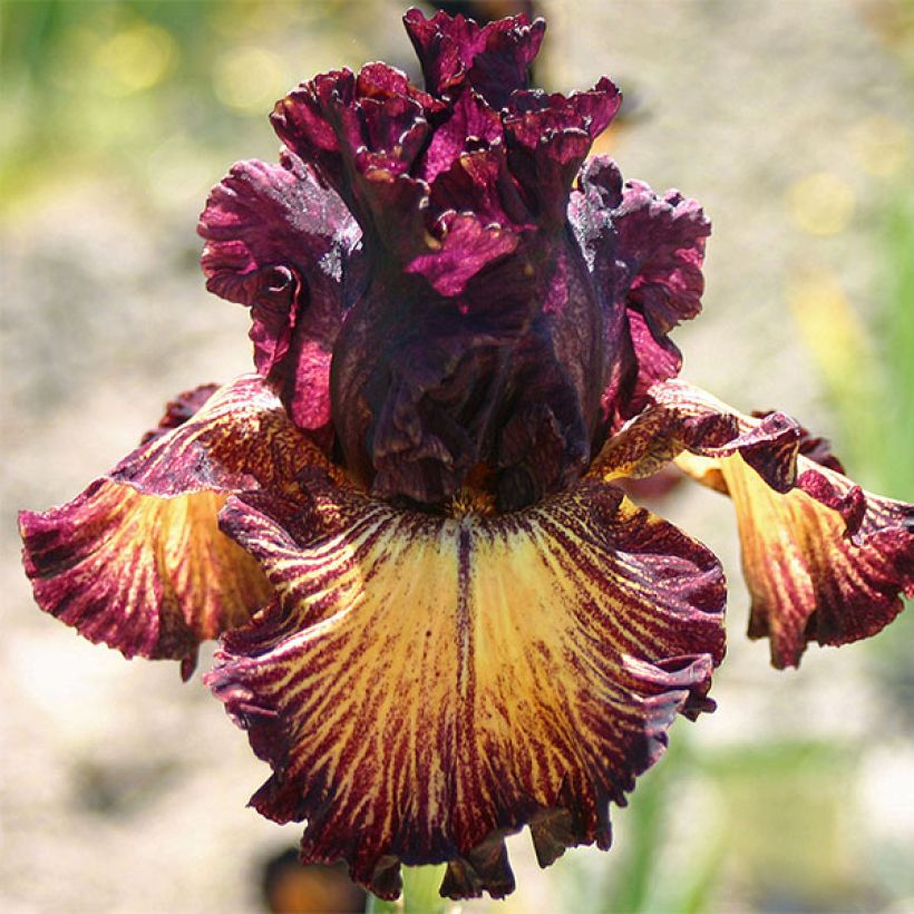 Iris germanica Drama Queen - Giaggiolo paonazzo (Fioritura)