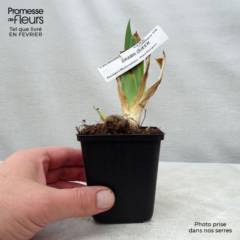 Iris germanica Drama Queen - Giaggiolo paonazzo Vasetto da 8/9 cm esemplare consegnato in inverno