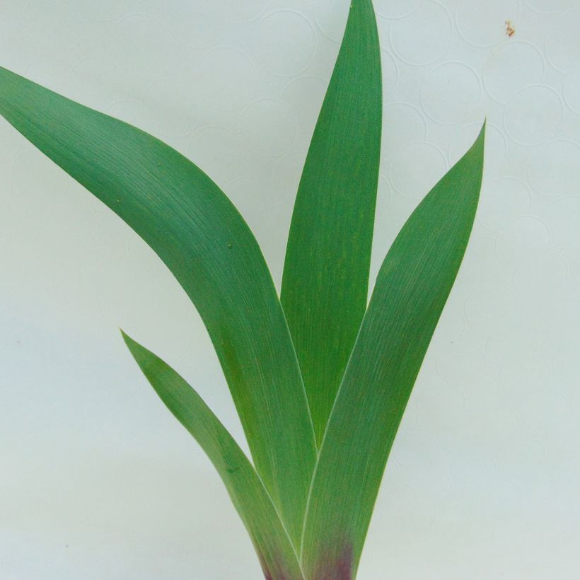 Iris germanica Ecstatic Echo - Giaggiolo paonazzo (Fogliame)
