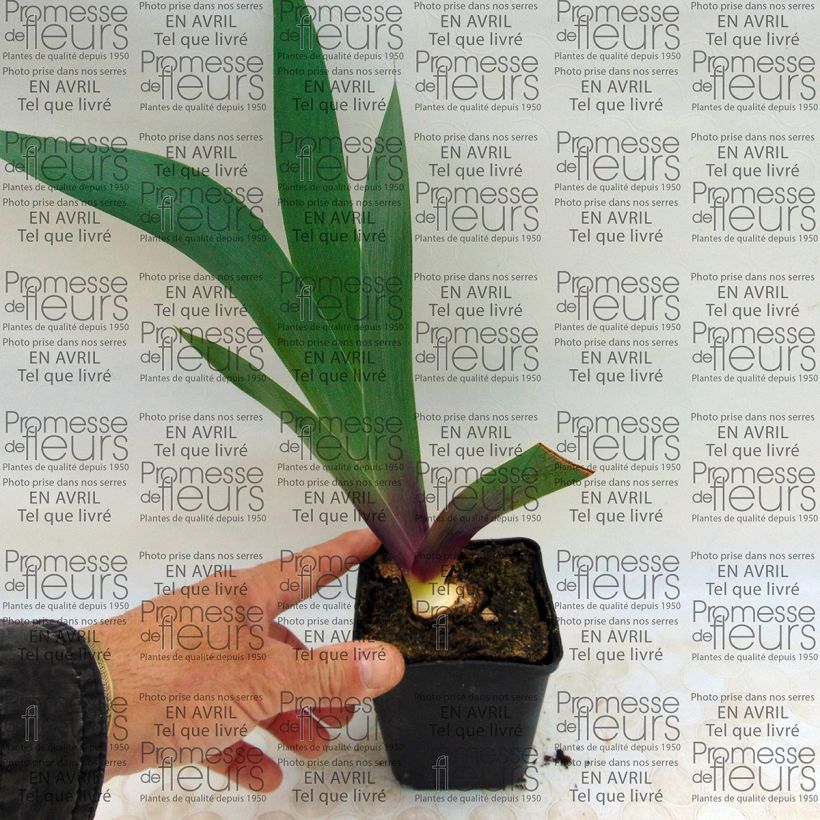 Esempio di esemplare Iris germanica Ecstatic Echo - Giaggiolo paonazzo Vasetto da 8/9 cm come consegnato
