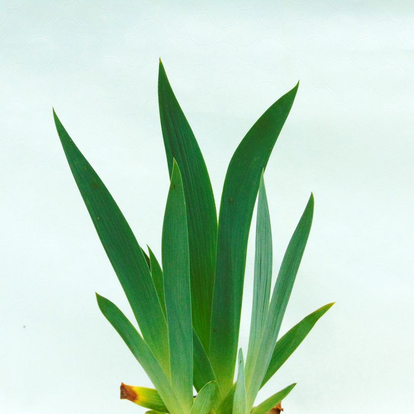 Iris germanica Edith Wolford - Giaggiolo paonazzo (Fogliame)