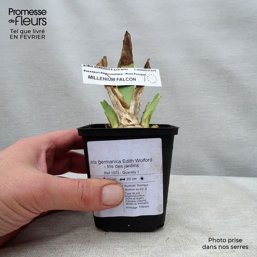 Iris germanica Edith Wolford - Giaggiolo paonazzo Vasetto da 8/9 cm esemplare consegnato in inverno