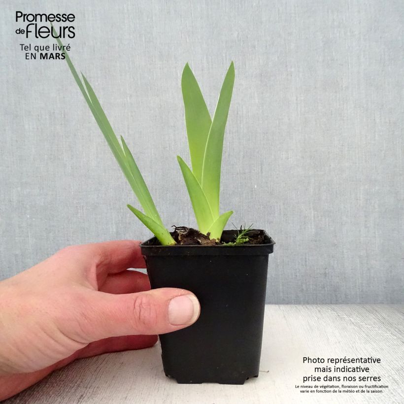 Iris germanica English Charm - Giaggiolo paonazzo Rizoma, misura 10/15, qualità extra esemplare consegnato in primavera