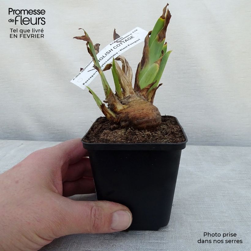 Iris germanica English cottage - Giaggiolo paonazzo Vasetto da 8/9 cm esemplare consegnato in inverno