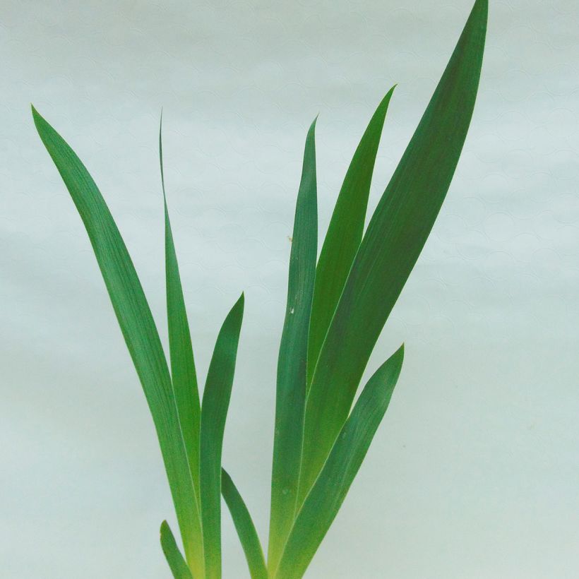 Iris germanica Fall Fiesta - Giaggiolo paonazzo (Fogliame)