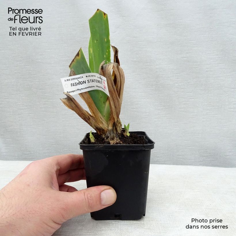 Iris germanica Fashion Statement - Giaggiolo paonazzo Vasetto da 8/9 cm esemplare consegnato in inverno