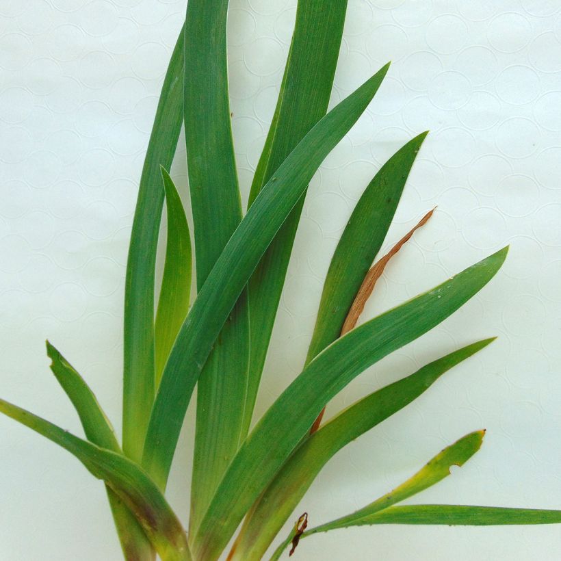 Iris germanica Fiery Temper - Iris des Jardins (Fogliame)
