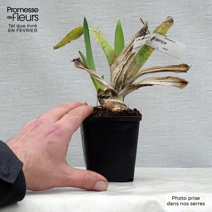 Iris germanicaFiery Temper - Giaggiolo paonazzo, Giaggiolo germanico Vasetto da 8/9 cm esemplare consegnato in inverno