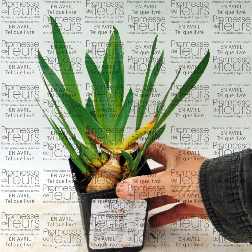 Esempio di esemplare Iris germanica Firestorm - Giaggiolo paonazzo Vasetto da 8/9 cm come consegnato