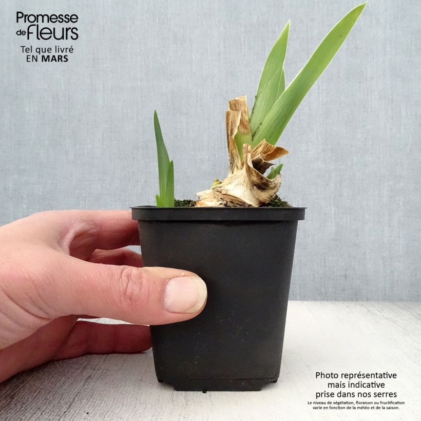 Iris germanica Galopade - Giaggiolo paonazzo Vasetto da 8/9 cm esemplare consegnato in primavera