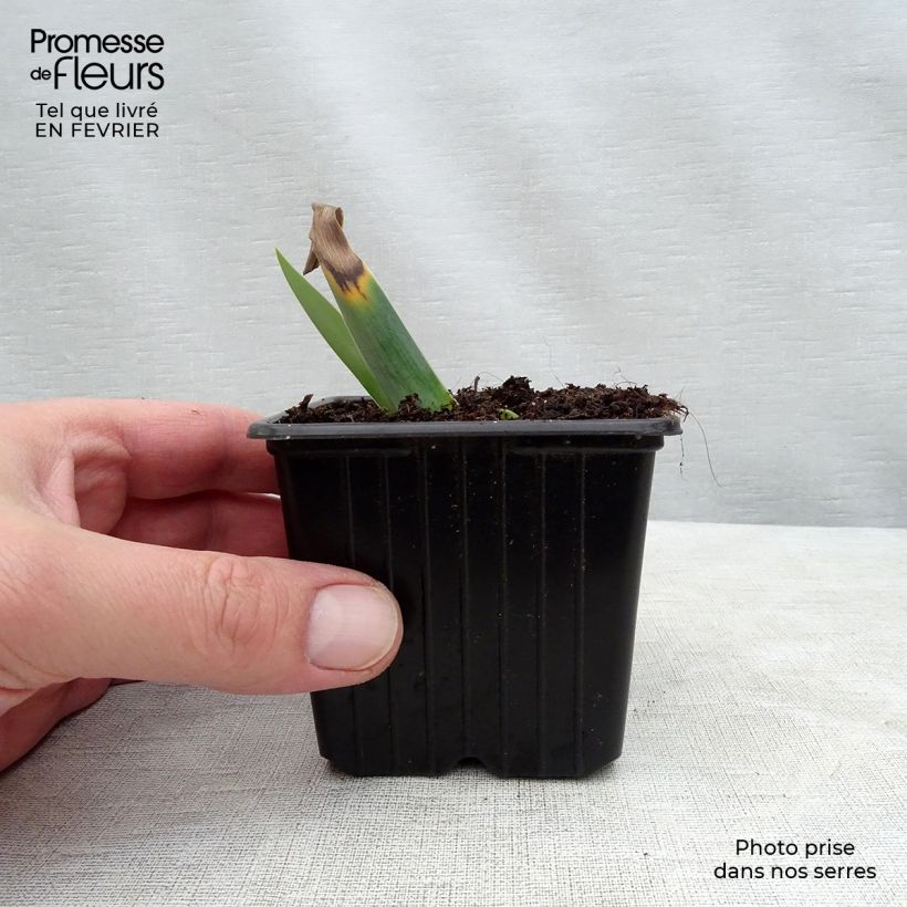 Iris germanica Gamay - Giaggiolo paonazzo Vasetto da 8/9 cm esemplare consegnato in inverno