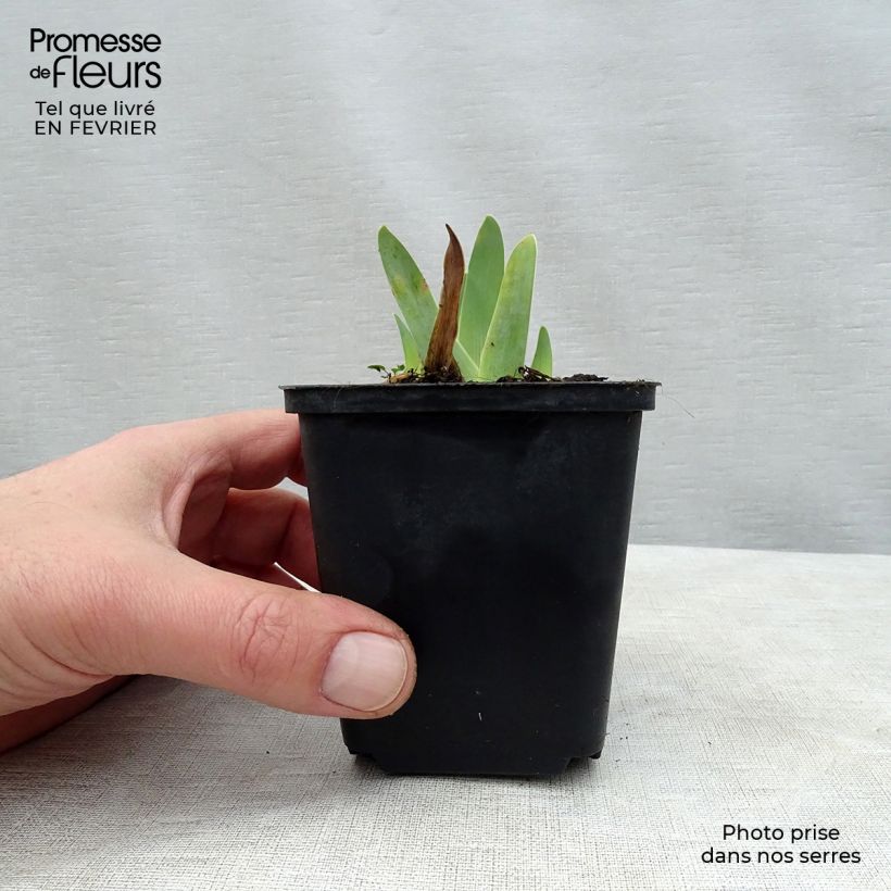 Iris germanica Gipsy Romance - Giaggiolo paonazzo Vasetto da 8/9 cm esemplare consegnato in inverno