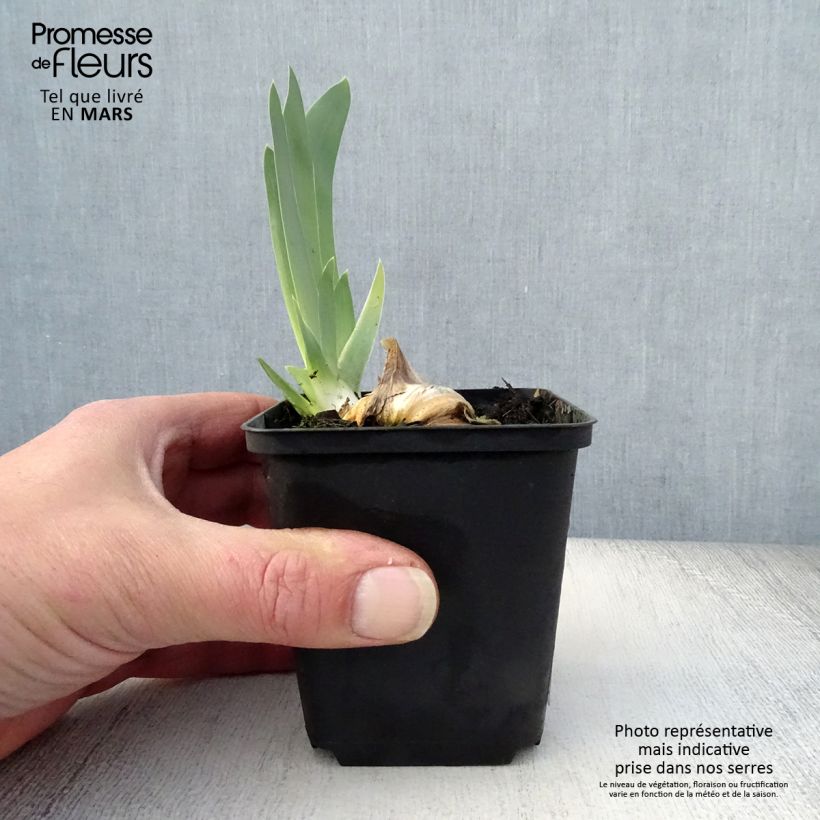 Iris germanica Gnu Blues - Giaggiolo paonazzo Vasetto da 8/9 cm esemplare consegnato in primavera