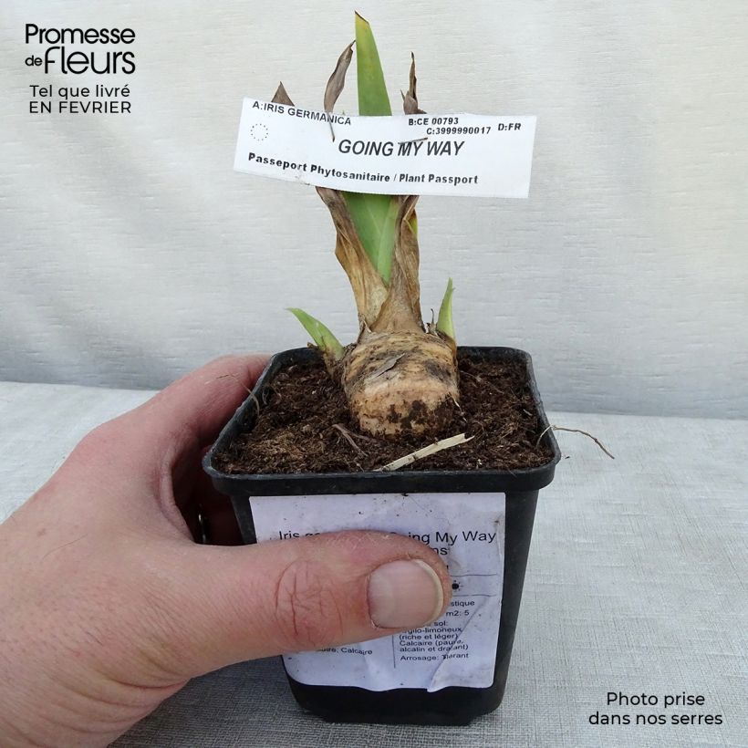 Iris germanica Going My Way - Giaggiolo paonazzo Vasetto da 8/9 cm esemplare consegnato in inverno